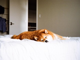 Luxury Sedan - Premium Model 8008