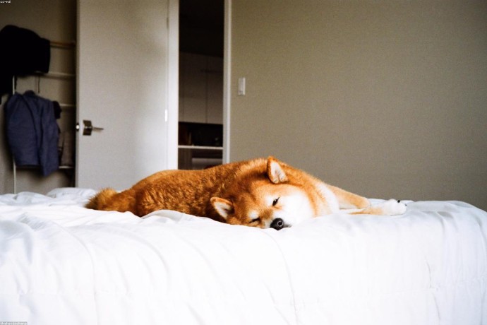 Luxury Sedan - Premium Model 8008