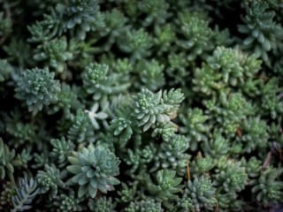 Luxury Coupe - Premium Model 1037