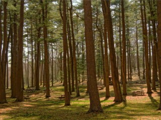 Luxury Villa in UAE 7290