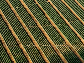 Luxury Van - Cars #2993