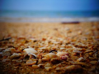 Premium SUV - Buses & Minibus #3373